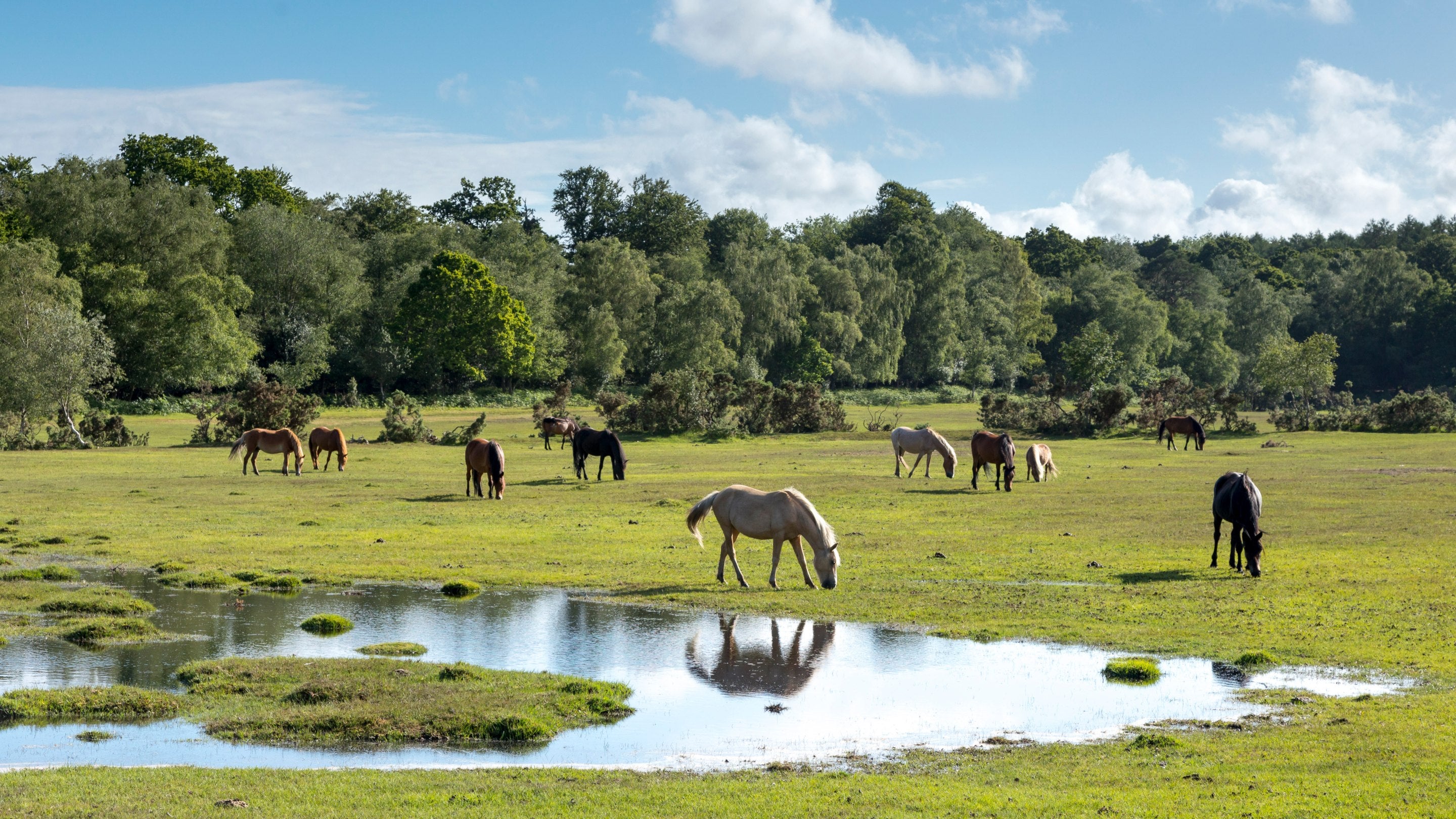 ponies-new-forest-northern-commons-hampshire-1486104